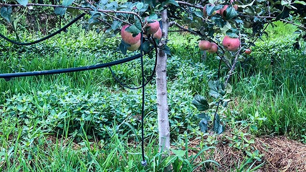 石林县引进芭乐视频APP污版水肥一体化技术打造高原生态农业示范区