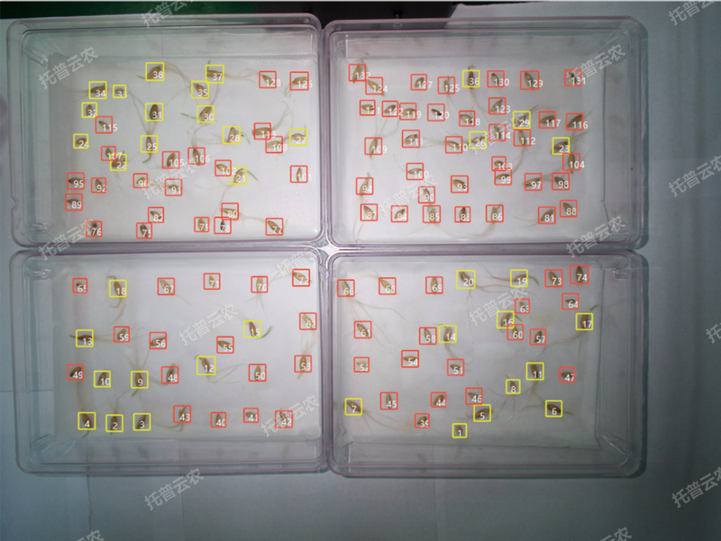 1772702802141117.png 发芽率识别-高通量植物环境调控+高通量芭乐视频下载黄色智能萌发鉴定系统.png